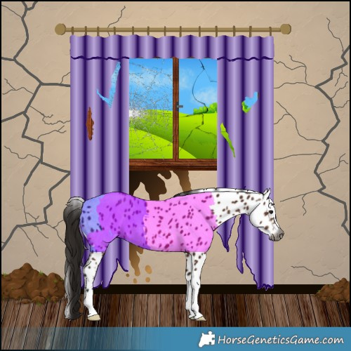 Horse Color:Gray Bay Appaloosa 