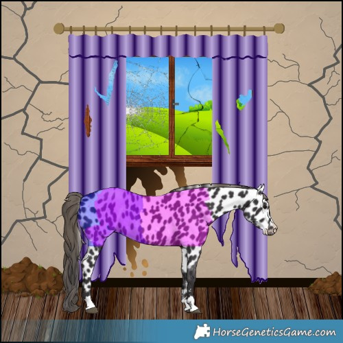 Horse Color:Smoky Black Appaloosa 