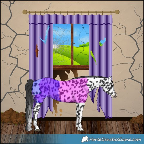 Horse Color:Black Appaloosa 