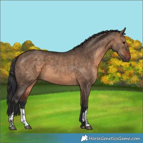 Horse Color:Brown Dun  and Brown Dun 