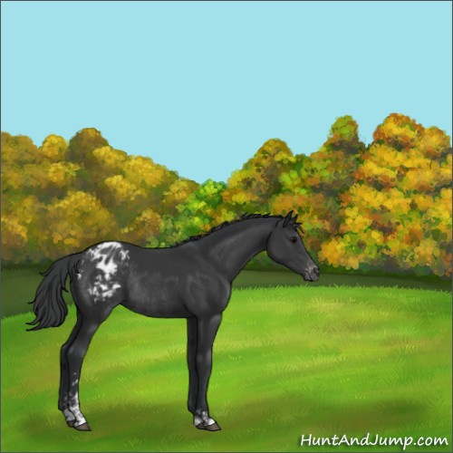 Horse Color:Black Sabino Appaloosa Rabicano 