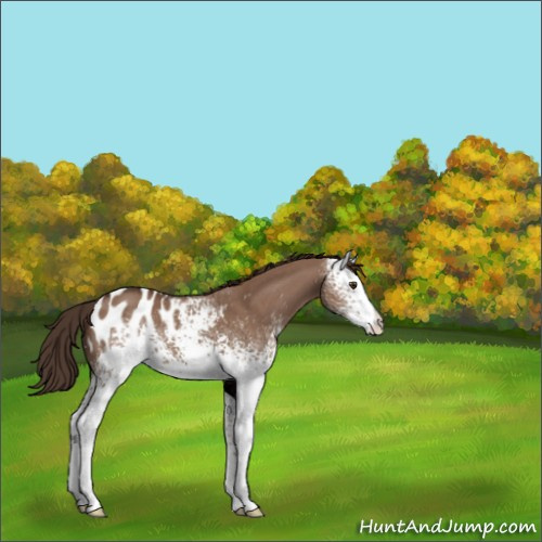 Horse Color:White Spotted Liver Red Dun Appaloosa 