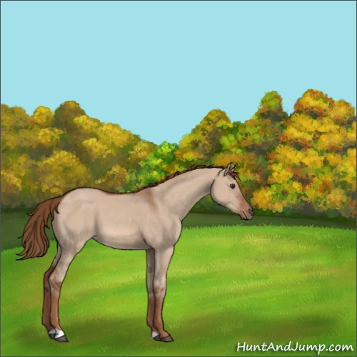 Horse Color:Red Dun 