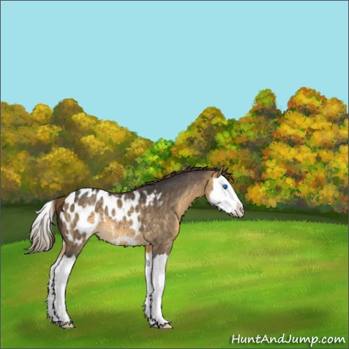 Horse Color:Buckskin Dun Sabino Splash Appaloosa 