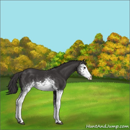 Horse Color:White Spotted Smoky Black Rabicano 