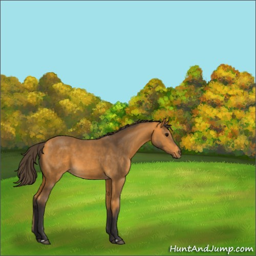 Horse Color:Buckskin 