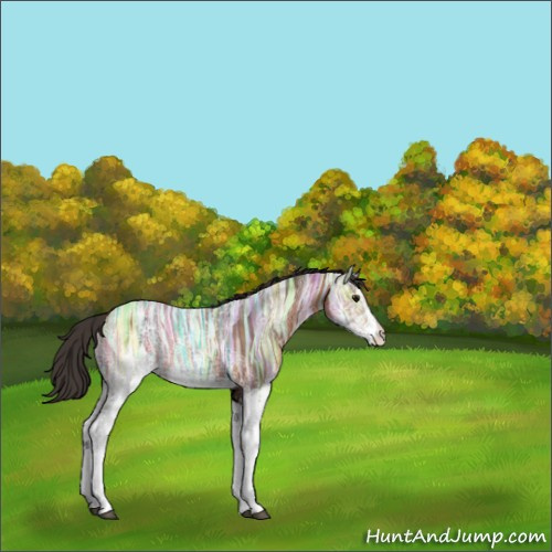 Horse Color:White Spotted Bay Ice Rabicano 