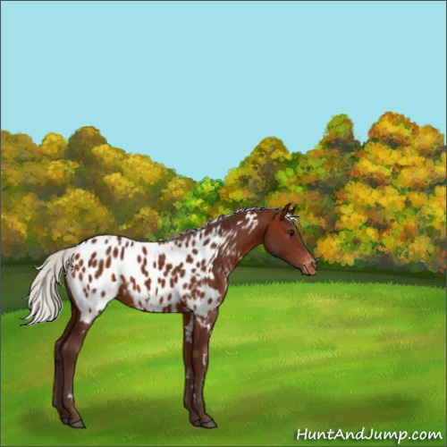 Horse Color:White Spotted Silver Bay Appaloosa 