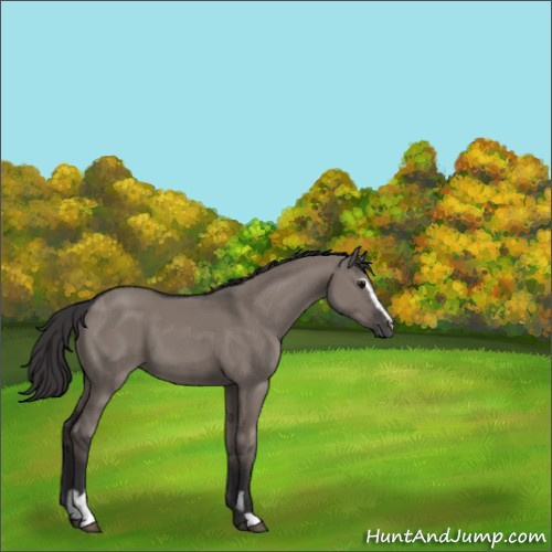 Horse Color:Smoky Grullo Sabino 