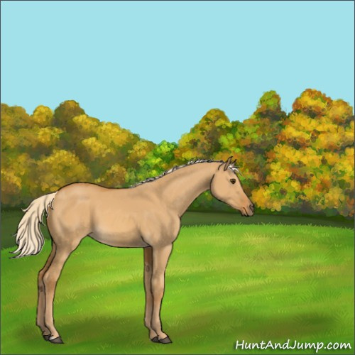 Horse Color:Palomino Dun 
