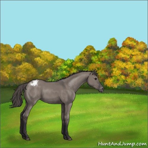 Horse Color:Smoky Grullo Appaloosa 