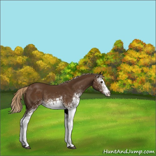 Horse Color:White Spotted Chocolate Palomino Rabicano 
