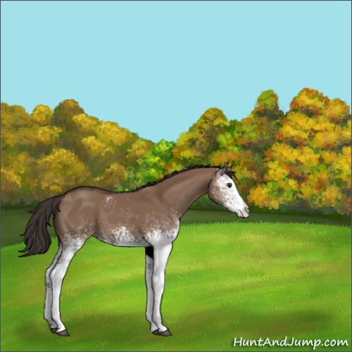 Horse Color:White Spotted Liver Red Dun Rabicano 