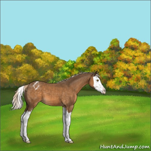 Horse Color:Chocolate Palomino Splash Appaloosa 