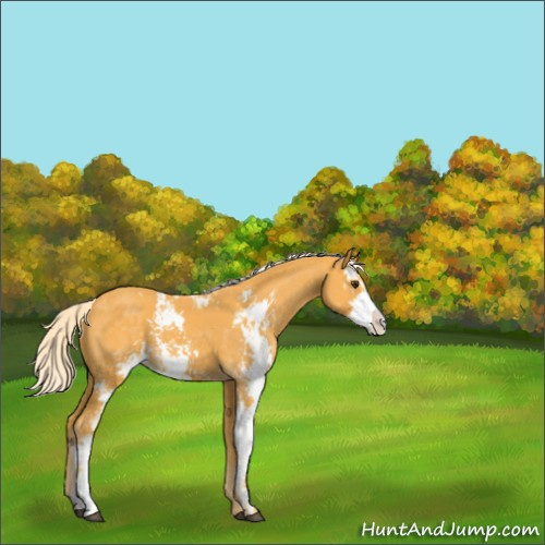 Horse Color:Palomino Sabino 