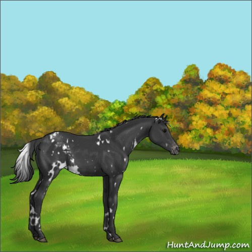 Horse Color:White Spotted Black Sabino Appaloosa 