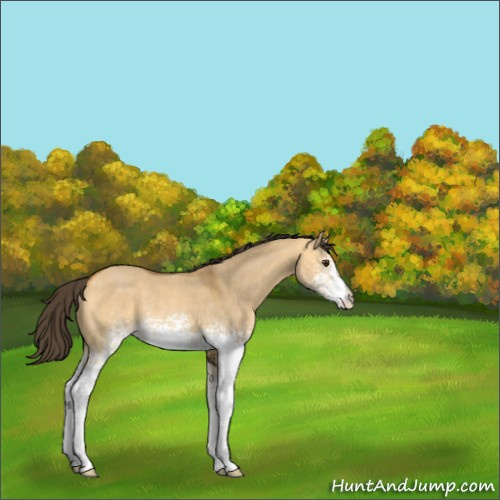 Horse Color:White Spotted Buckskin Dun Rabicano 