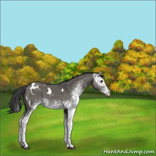 Horse Color:White Spotted Grullo 