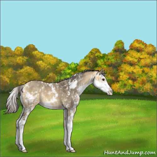 Horse Color:Buckskin Dun Sabino 