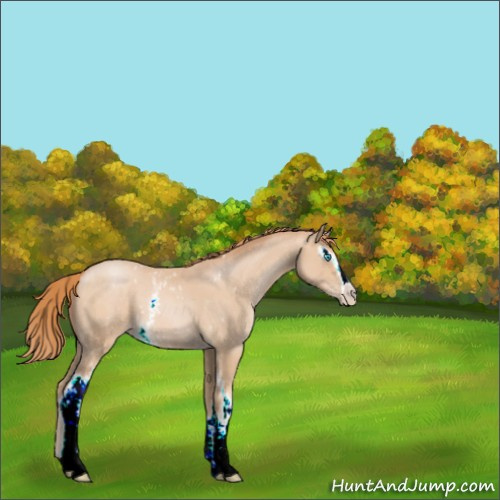 Horse Color:White Spotted Buckskin Pearl Sabino 