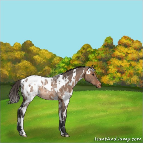 Horse Color:White Spotted Bay Ice Dun Appaloosa 
