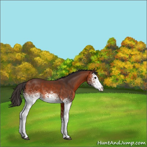 Horse Color:White Spotted Bay Rabicano 
