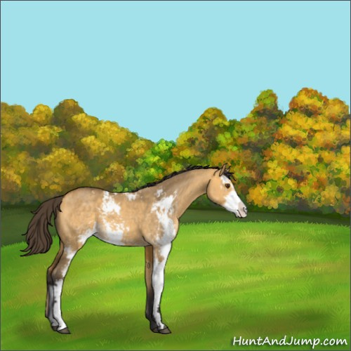 Horse Color:Buckskin Dun Sabino 