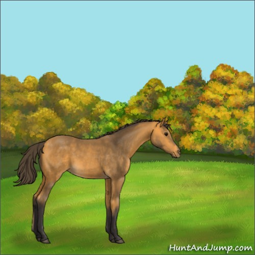 Horse Color:Buckskin 