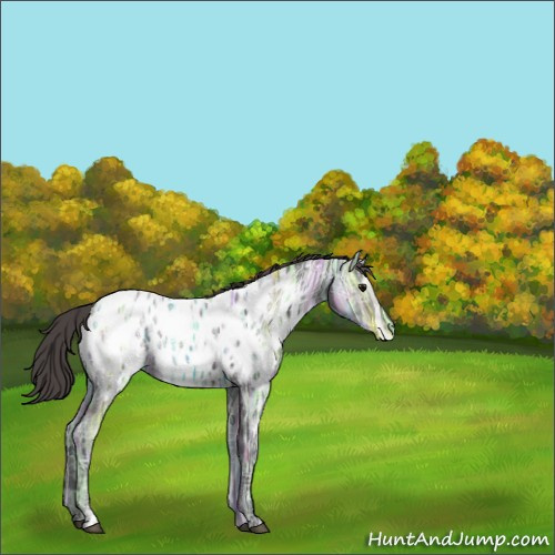 Horse Color:Smoky Black Ice Sabino Appaloosa 