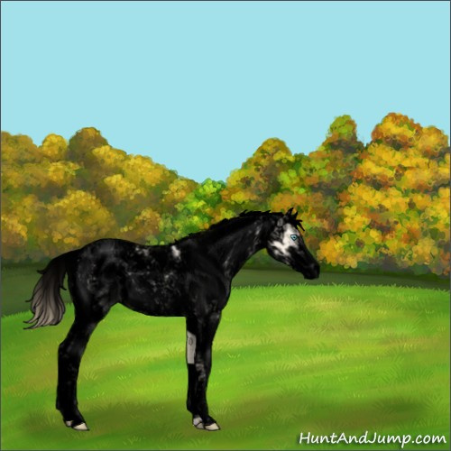 Horse Color:Void Buckskin Pearl Dun Sabino 