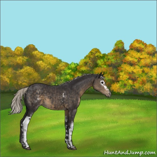 Horse Color:White Spotted Silver Smoky Black 