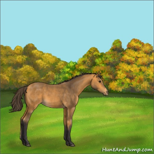 Horse Color:Buckskin 