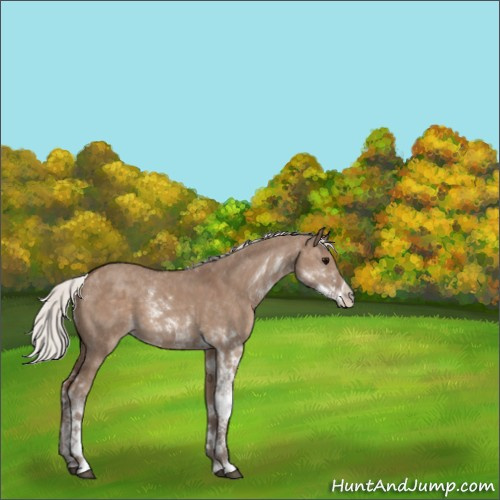 Horse Color:Silver Grullo Sabino 