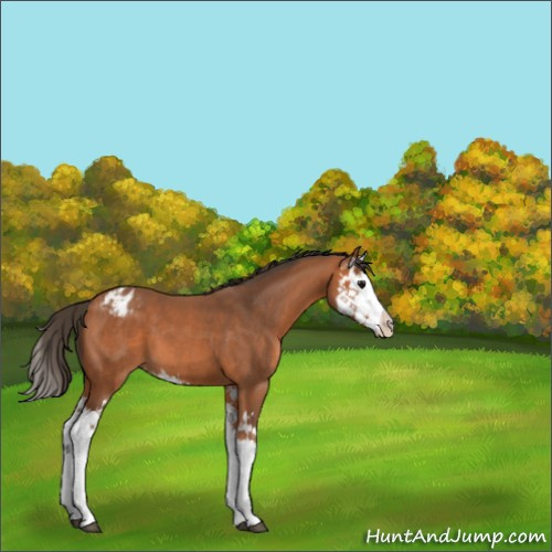 Horse Color:Bay Splash Appaloosa 