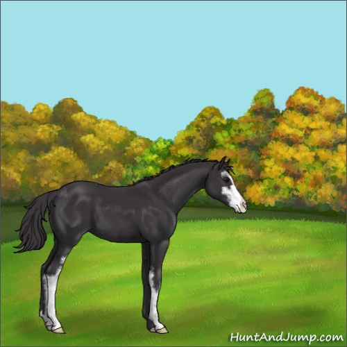 Horse Color:Smoky Black Sabino 