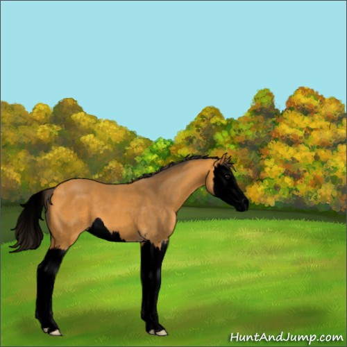 Horse Color:Void Buckskin Sabino Splash 