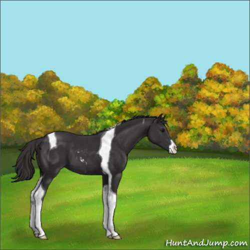 Horse Color:Smoky Black Sabino Tobiano 