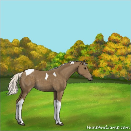 Horse Color:Silver Smoky Black Tobiano 