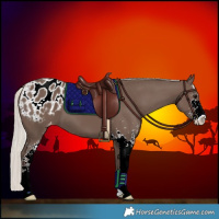 Horse Color:Silver Black Sabino Appaloosa 