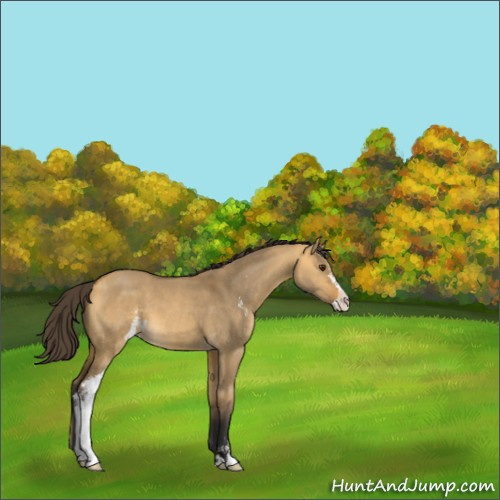 Horse Color:Buckskin Dun Sabino 