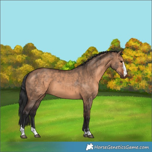 Horse Color:Brown Dun and Brown Dun