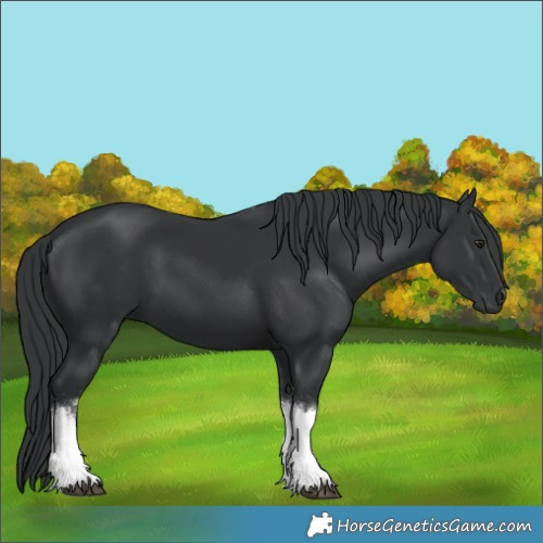 Horse Color:White Spotted Black Chinchilla 