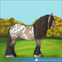 Horse Color:Brown Dun  and Brown Dun Near Leopard 