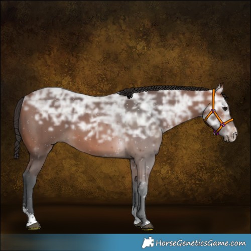 Horse Color:Bay Ice Sabino 