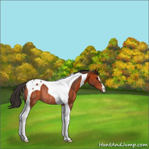 Horse Color:Bay Tobiano Rabicano 