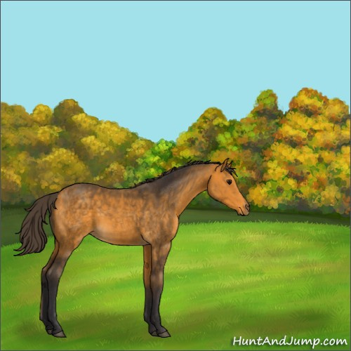 Horse Color:Buckskin Sabino 