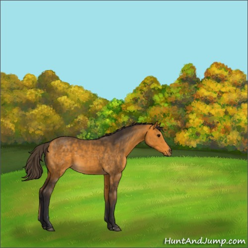 Horse Color:Buckskin 