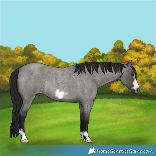 Horse Color:Gray Grullo Roan Frame Rabicano 