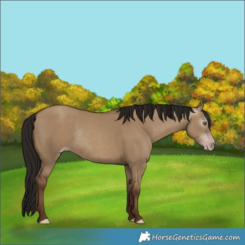 Horse Color:Gray Classic Champagne Dun Rabicano 