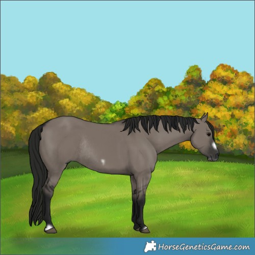 Horse Color:Gray Grullo Frame Rabicano 